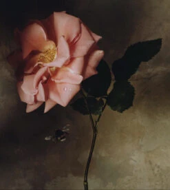 Rose Month Day 4, Small Poster By Jamie Beck 6 Rose Month Day 4, Small Poster By Jamie Beck -Home Furnishings Store image 474