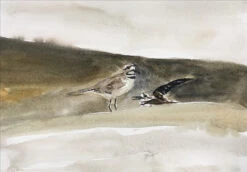 Killdear — Watercolor By Seth Fite -Home Furnishings Store image 657