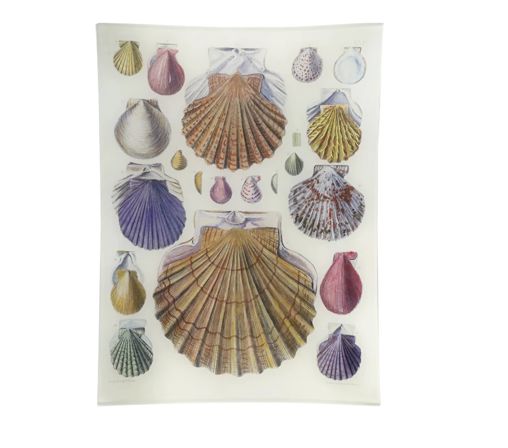 Scallops LXIV Decorative Tray 3 Scallops LXIV Decorative Tray