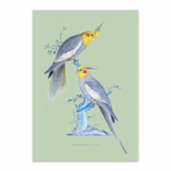 Couple De Perruches Print
